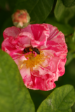 Rosa gallica 'Versicolor' RCP6-2012 037.JPG
